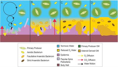 Evidence That Microorganisms at the Animal-Water Interface Drive Sea Star Wasting Disease